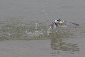Bibione_7DMII_2015-04-26_1035
